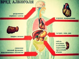 путь алкоголя в организме человека